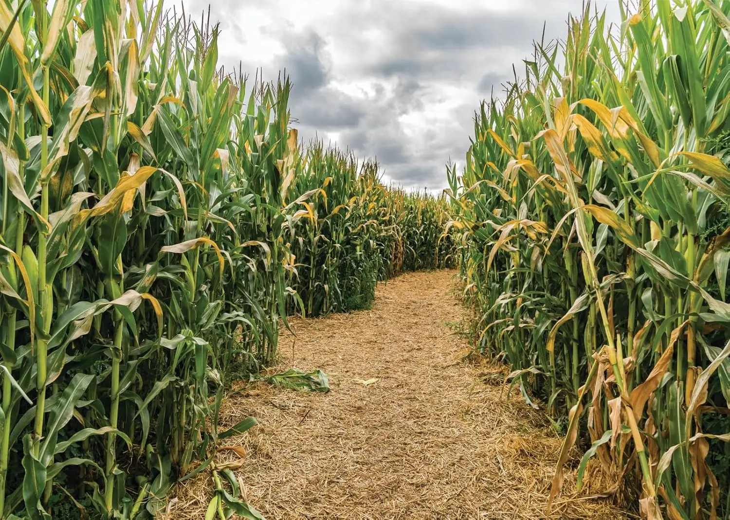 Agriculture Farming Background - خلفية تصوير لحفلات الخريف والزراعة: حقل